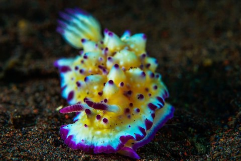 Bumpy Mexichromis