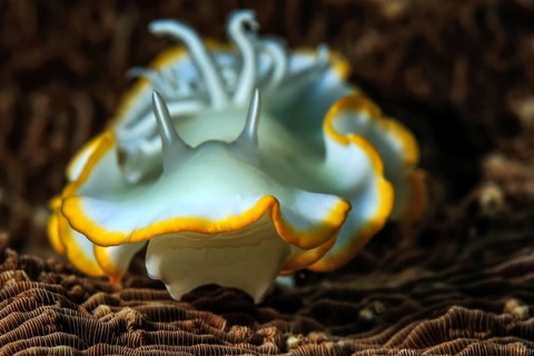 Ardeadoris Sea Slug