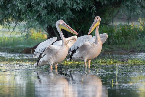 Two Great white pelicans