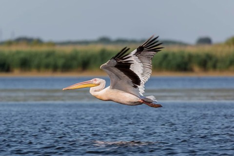 Great white pelican