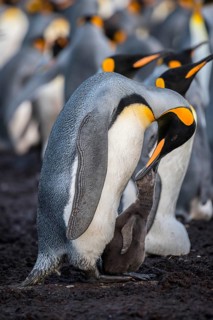 King penguin