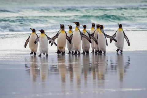 King penguins