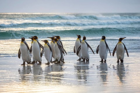 King penguins