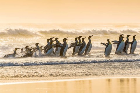 King penguins