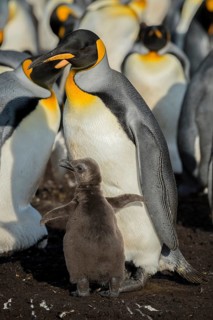 King penguin