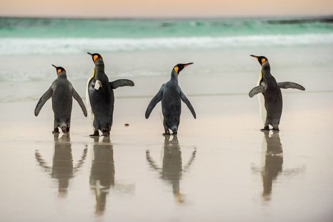 King penguins