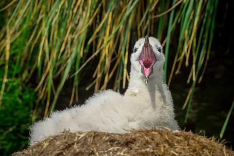 Black-browed Albatross