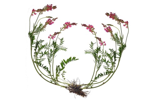 Sainfoin or