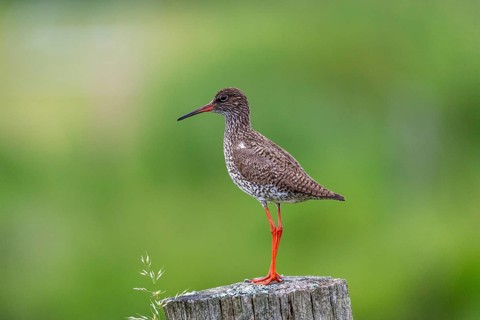 Common redshank