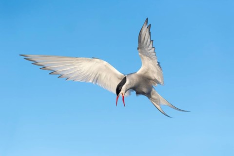 Arctic tern