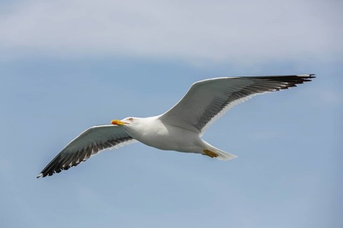 Great black-backed gull