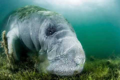 Florida Manatee