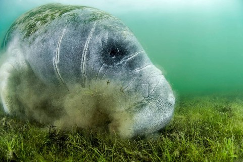Florida Manatee