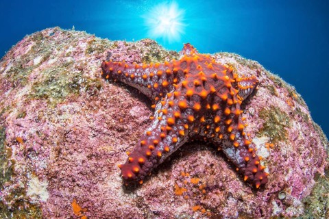 Panamic cushion seastar