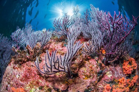 Purple Sea fan