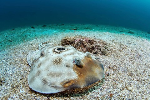 Ocellated electric ray