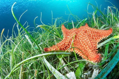 Red pillow star