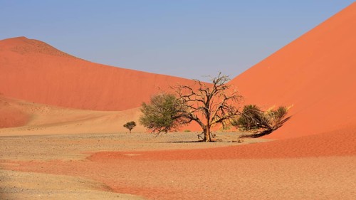 Camelthorn tree