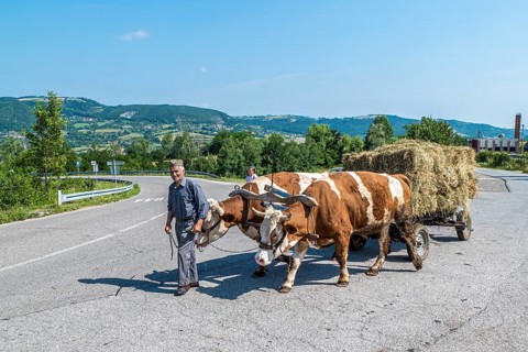 Farmer with ox cart with hay
