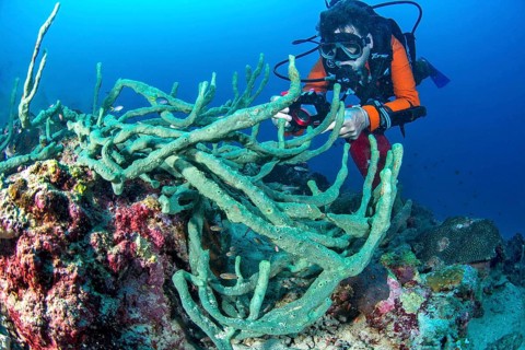 Cushion-finger green sponge
