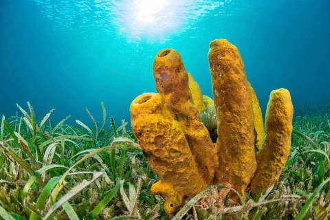 Yellow Tube Sponge