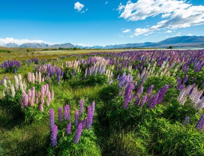 Purple large-leaved lupins