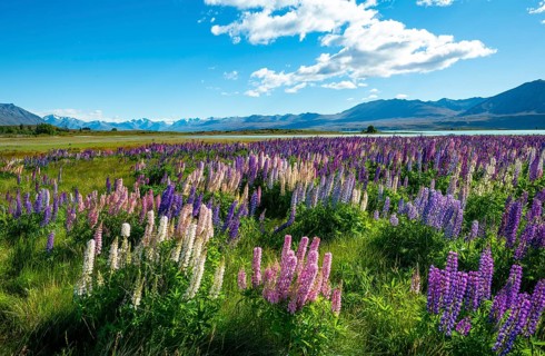 Purple large-leaved lupins