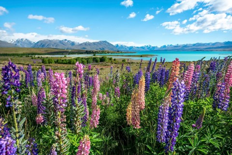 Purple large-leaved lupins