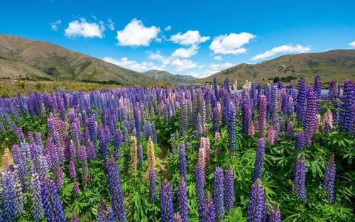 Purple flowering Large-leaved lupin
