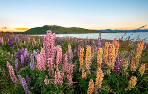 Pink and yellow Large-leaved lupins