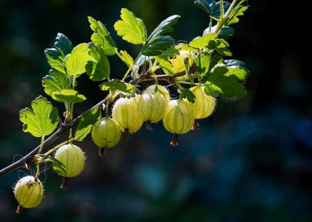 Gooseberry