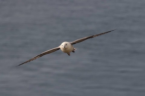 Flying Fulmaris glacialis