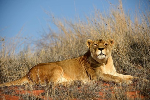 Lioness