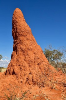 Termite mound near Waterberg