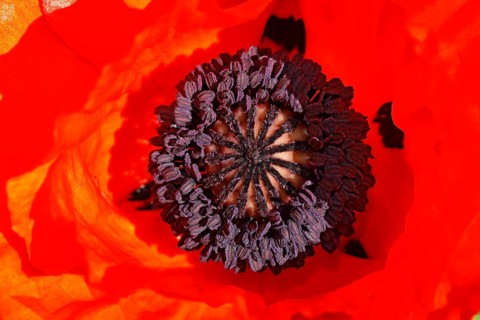 Oriental poppy