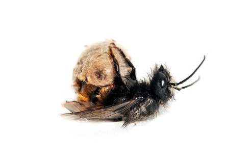 Slip of a horned mason bee