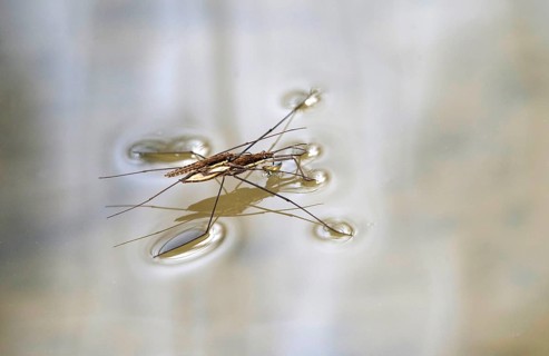Common pond skater