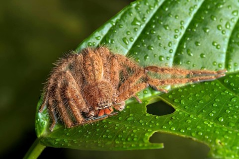 Weaver spider Heteropoda davidbowie