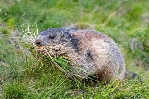 Marmot