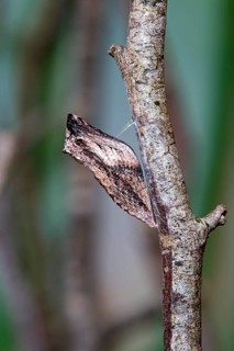 Belted pupa of a Swallowtail butterfly