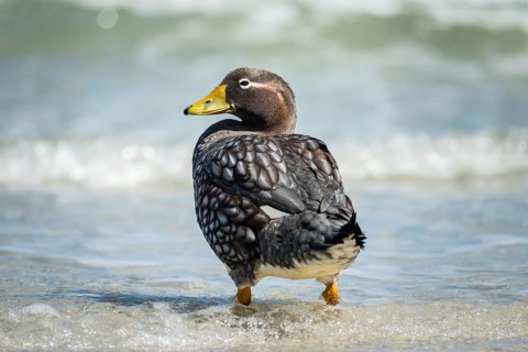 Falkland Steamer Duck