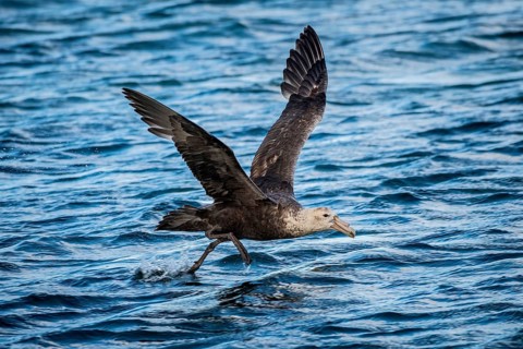 Southern giant petrel
