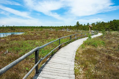Boarded footpath