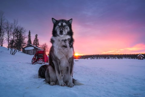 Husky sitting upright in the warm light of the rising sun in front of a dog sled team