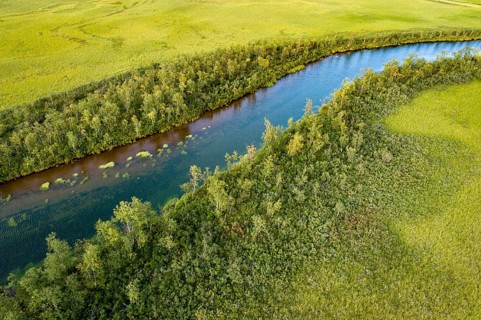 Turquoise river flowing through lush green swamp area