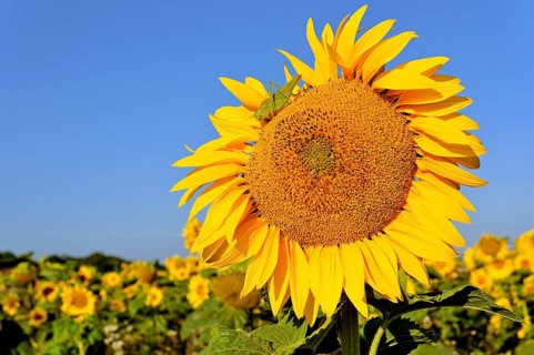 Sunflowerfeld