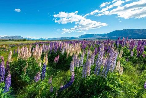 Purple large-leaved lupins