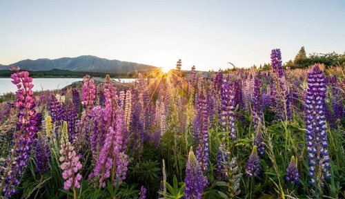 Purple Large-leaved lupins
