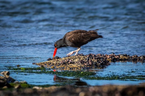 Blackish Oystercatcher