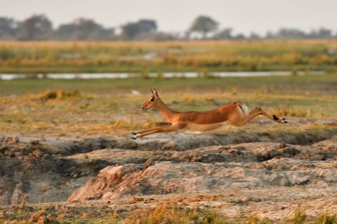 Impala